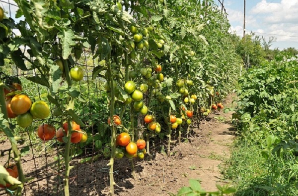  Wachsende Tomaten auf einem Gitter