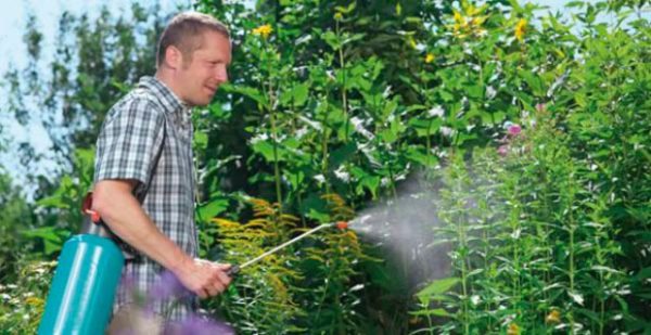  Pulvériser le jardin avec le médicament