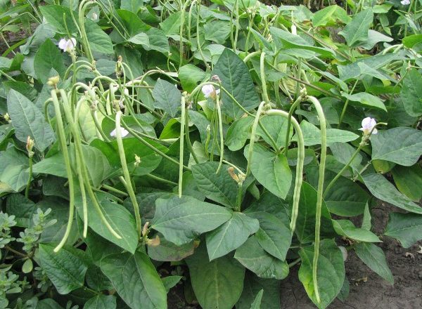  Haricots asperges