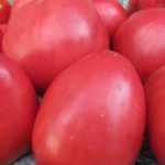  Selbstbestäubte Tomaten