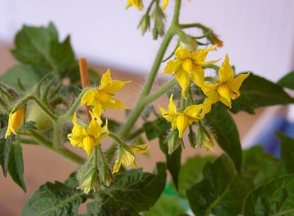  Pollinisation des tomates