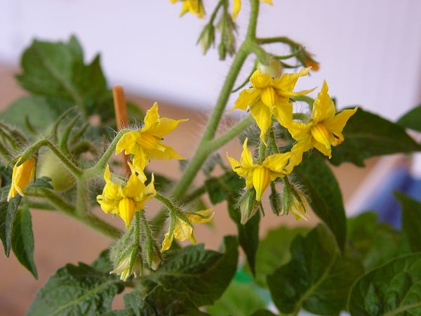  Pollinisation des tomates