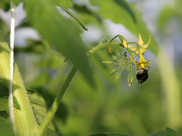  Natürliche Insektenbestäubung