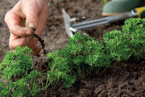  Un enlèvement régulier des mauvaises herbes est indispensable pour des soins appropriés.