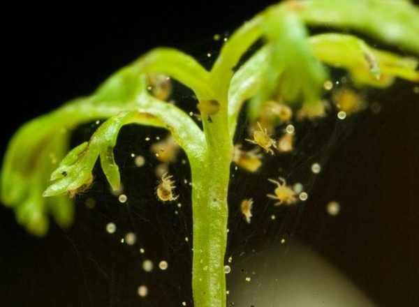  Möglichkeiten zur Bekämpfung der Spinnmilbe