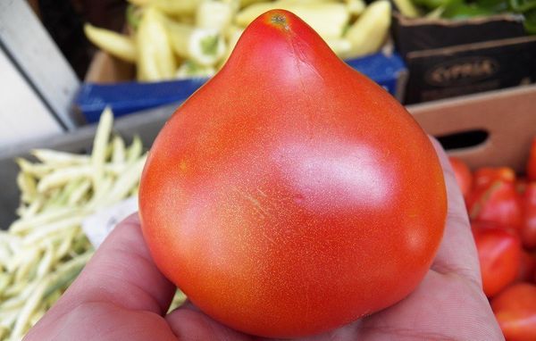  Avantages et inconvénients de la tomate Prima donna