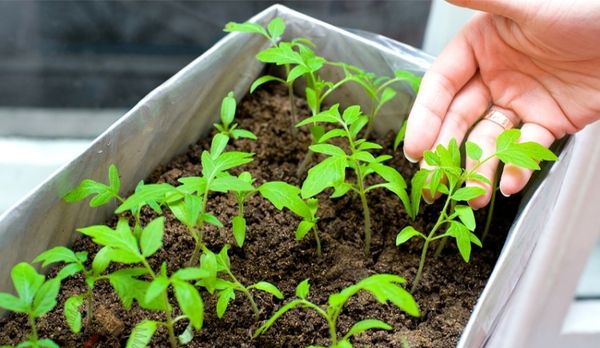  Tomatensämling Pflege