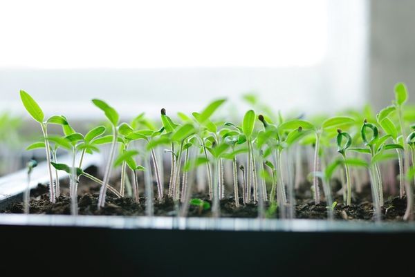  Après la germination, le récipient est placé sur le rebord de la fenêtre le plus ensoleillé.