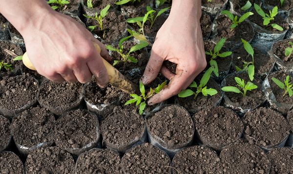  Tomatensämlinge werden nach dem Erscheinen von 2 Blättern bepflanzt