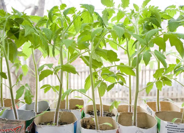  Tige épaisse et présence de 10 à 12 feuilles - signes de semis de tomates sains