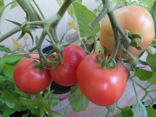  Die besten Determinanten von Tomaten für Gewächshäuser in Sibirien