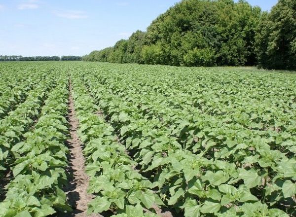  Herbicides pour le tournesol