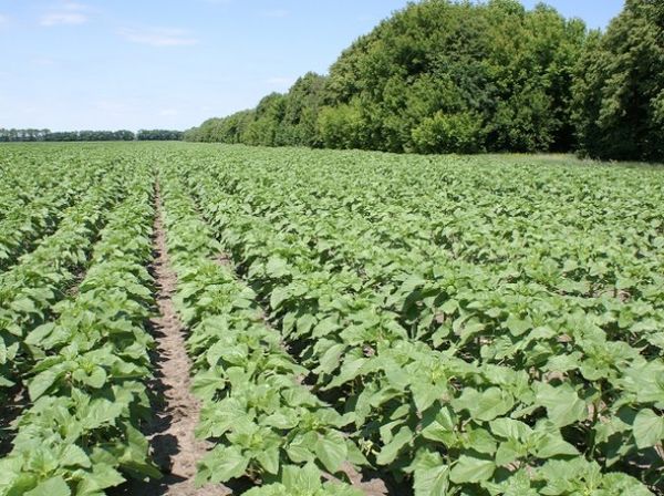  Herbicides pour le tournesol