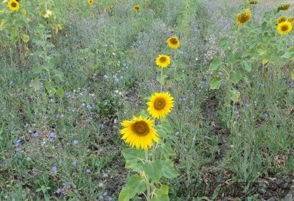  En règle générale, les mauvaises herbes poussent plus vite que le tournesol