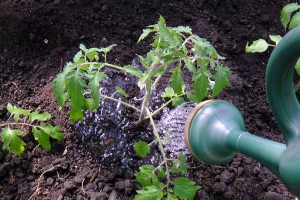  Erreurs que font les jardiniers lors de la transplantation au sol