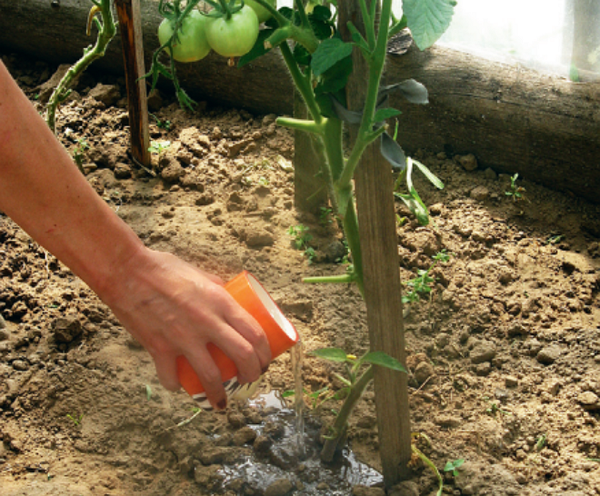  Avis des jardiniers sur les engrais Santé