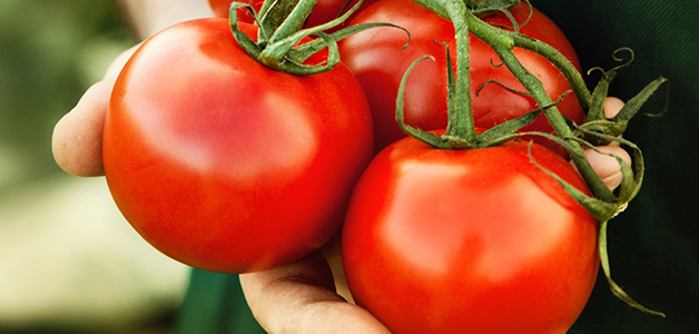  Verwendung von Tomaten