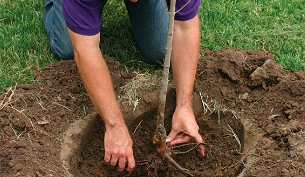  Le printemps est considéré comme le meilleur moment pour la plantation - il sera plus facile pour les plantes de s’adapter et de se renforcer pendant la période chaude de l’année.