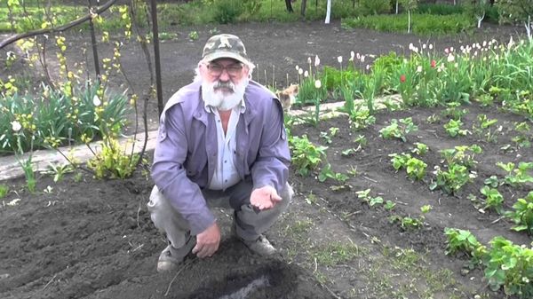  Bedingungen für das Anpflanzen von Tomaten in Freiland in Weißrussland und Kuban