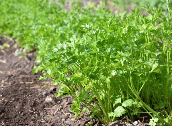  Plantation et entretien du persil