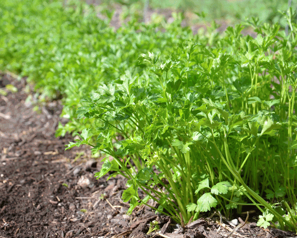  Plantation et entretien du persil