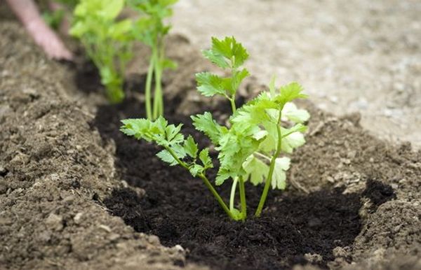  Lors de la plantation avant l'hiver, après la levée des pousses, arroser 3 fois par semaine