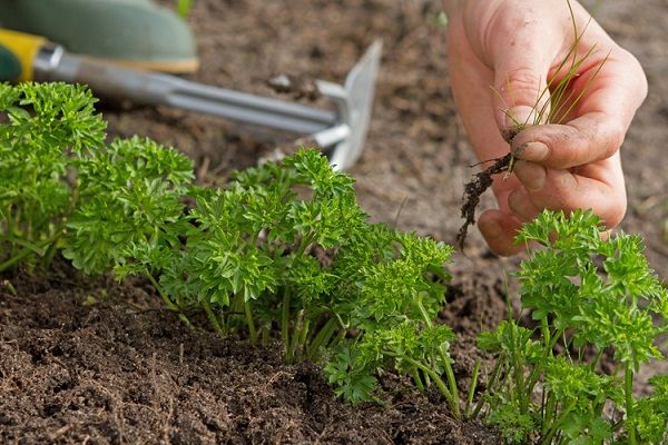  Le relâchement du sol et l'élimination des mauvaises herbes doivent être effectués au moins 4 fois.