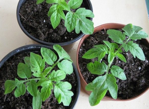  Was tun, wenn Tomatensetzlinge nach der Ernte nicht wachsen