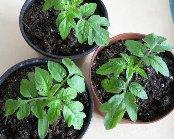  Que faire si les plants de tomates ne poussent pas après la cueillette