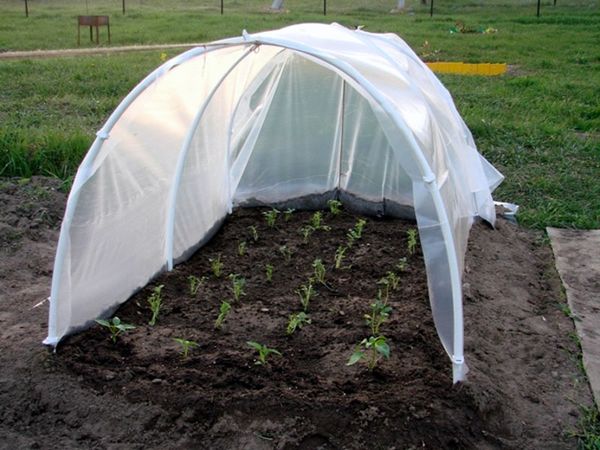  Bedingungen für das Anpflanzen von Tomaten in Freiland in Weißrussland und Kuban