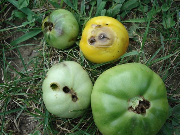  Wireworm auf Tomaten in einem Gewächshaus