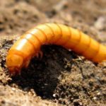  Wireworm Larven