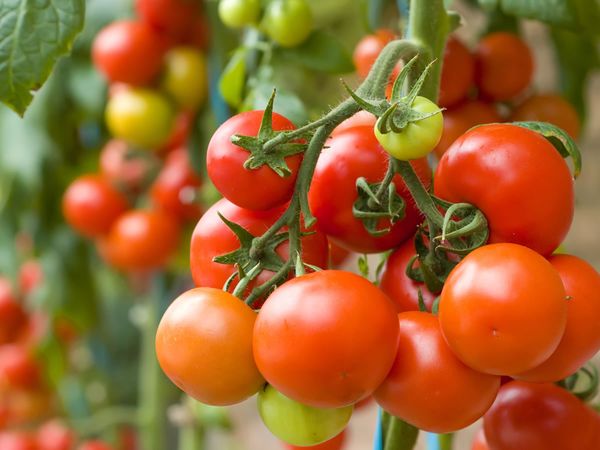  Was kann nach Tomaten gepflanzt werden