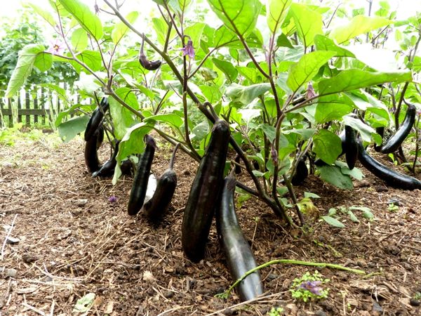  Gepflanzte Pflanzen aus der Familie Solanaceae nach Tomaten unerwünscht