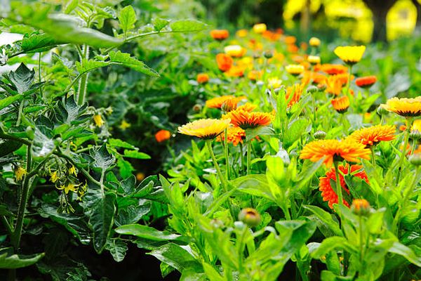  Ringelblume kann vor Schädlingen schützen, wenn sie neben Tomaten gepflanzt wird