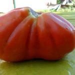  Les tomates les plus fructueuses