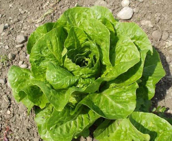  Salat Romain