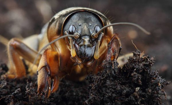  Ours - un gros insecte qui creuse