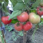  Les avantages de la culture de tomates hautes