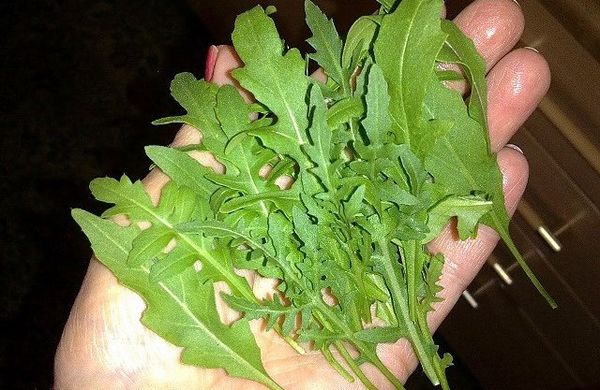  Rucola wird bei einer Blattlänge von etwa 10 cm geerntet