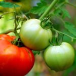  Offene Tomaten für Weißrussland