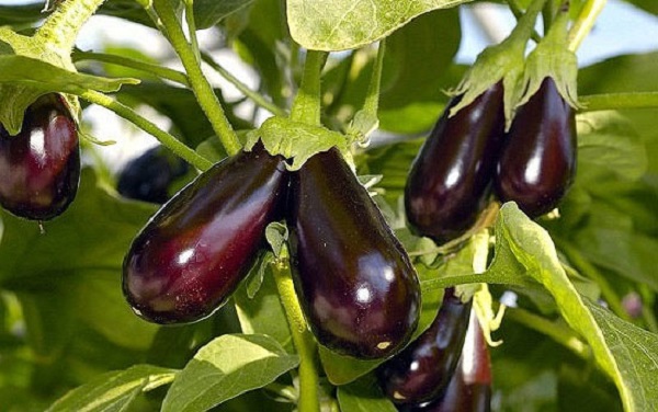  Aubergine im Gewächshaus