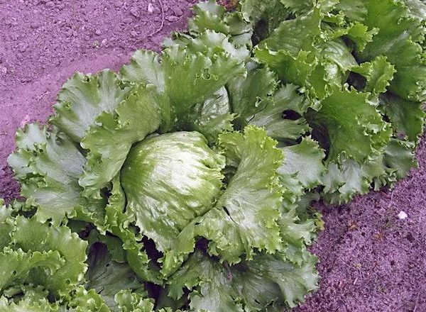  Salade d'iceberg