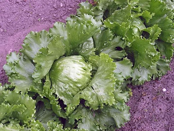  Salade d'iceberg