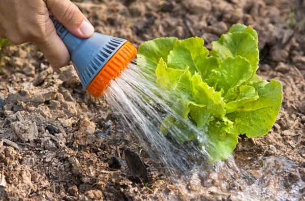  Avant et après la plantation, le puits et la plantule doivent être jetés avec de l'eau.