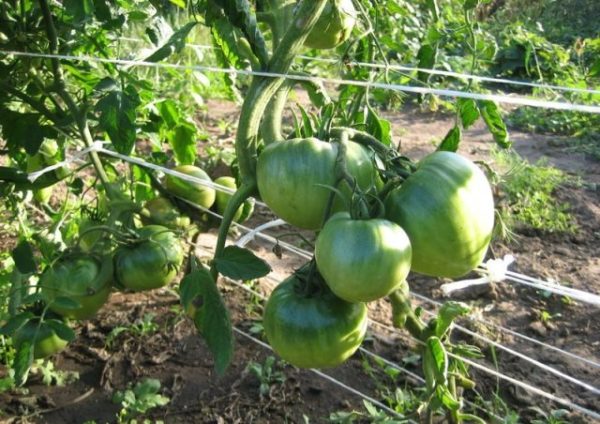  Mehr grüne Tomatensorten Zucker Bison