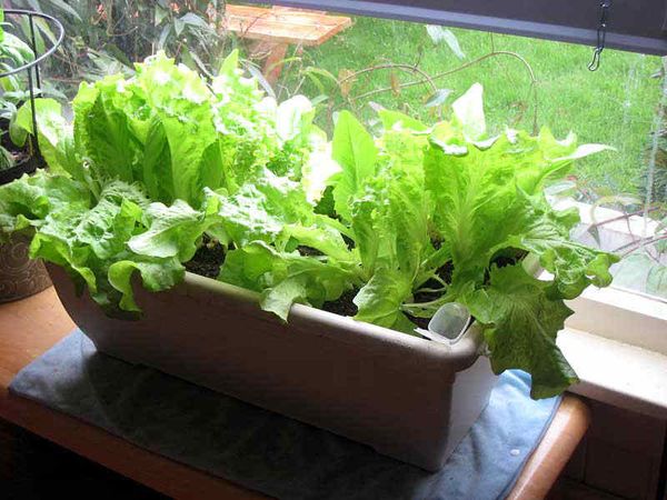  Wachsender Salat auf dem Fensterbrett