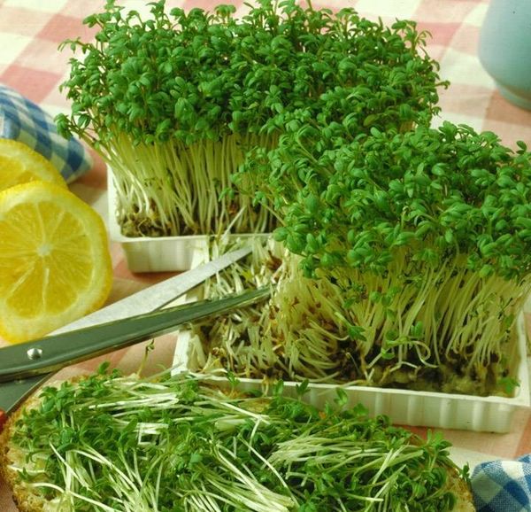  Salat muss zweimal verdünnt werden