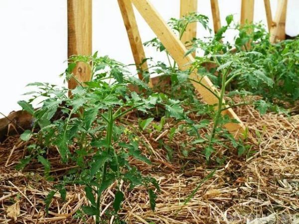  Mulirovanaya jardin de tomates avec du foin