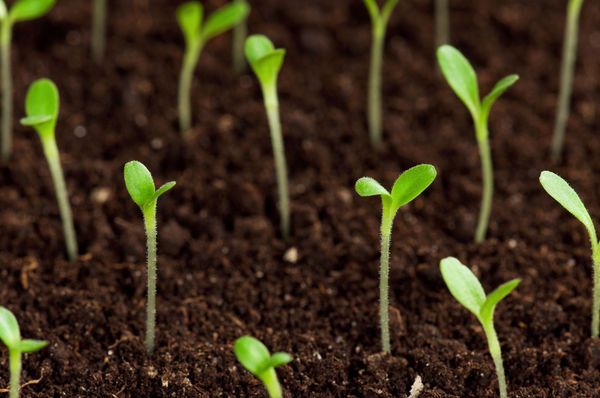  Vérifier la germination et la date de péremption des graines